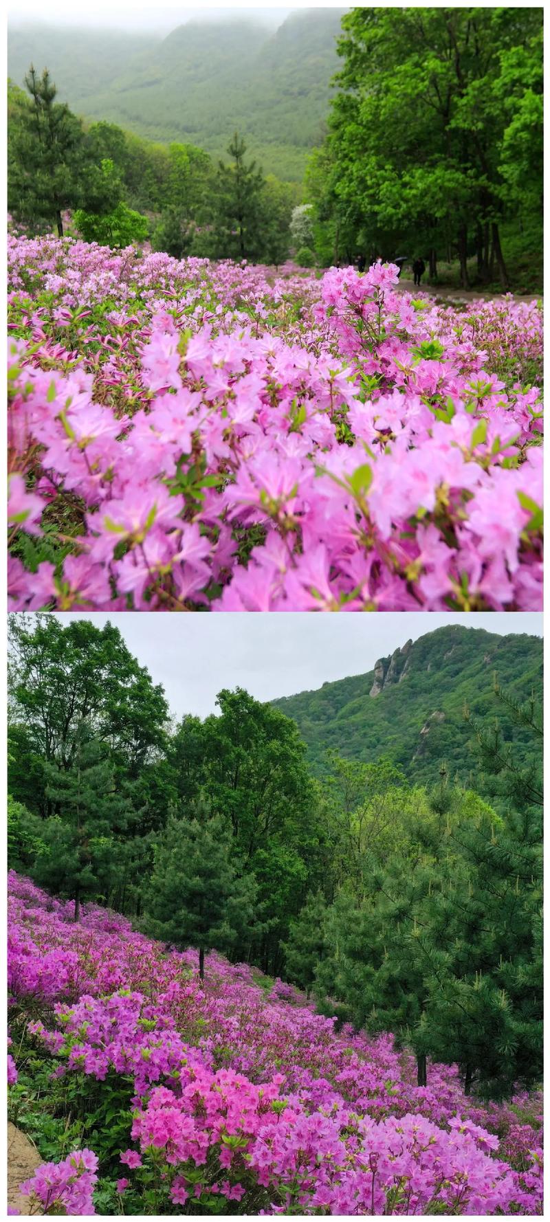 本溪老边沟风景区电话-图3