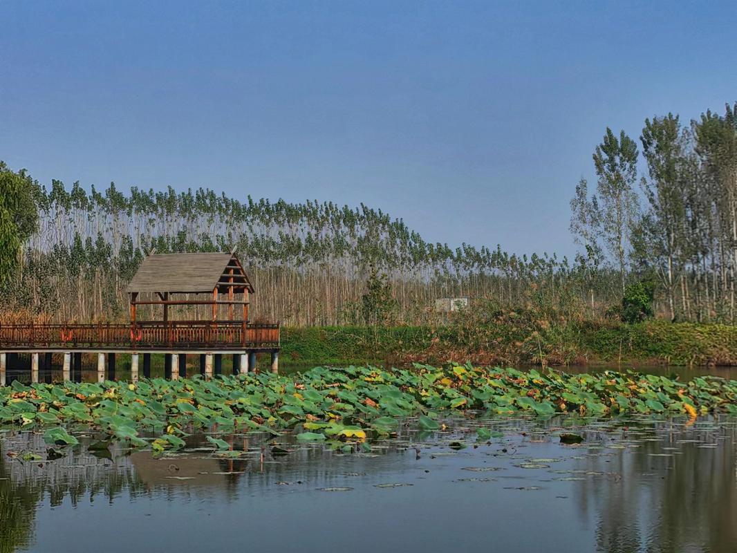 济宁微山湖风景区-图1