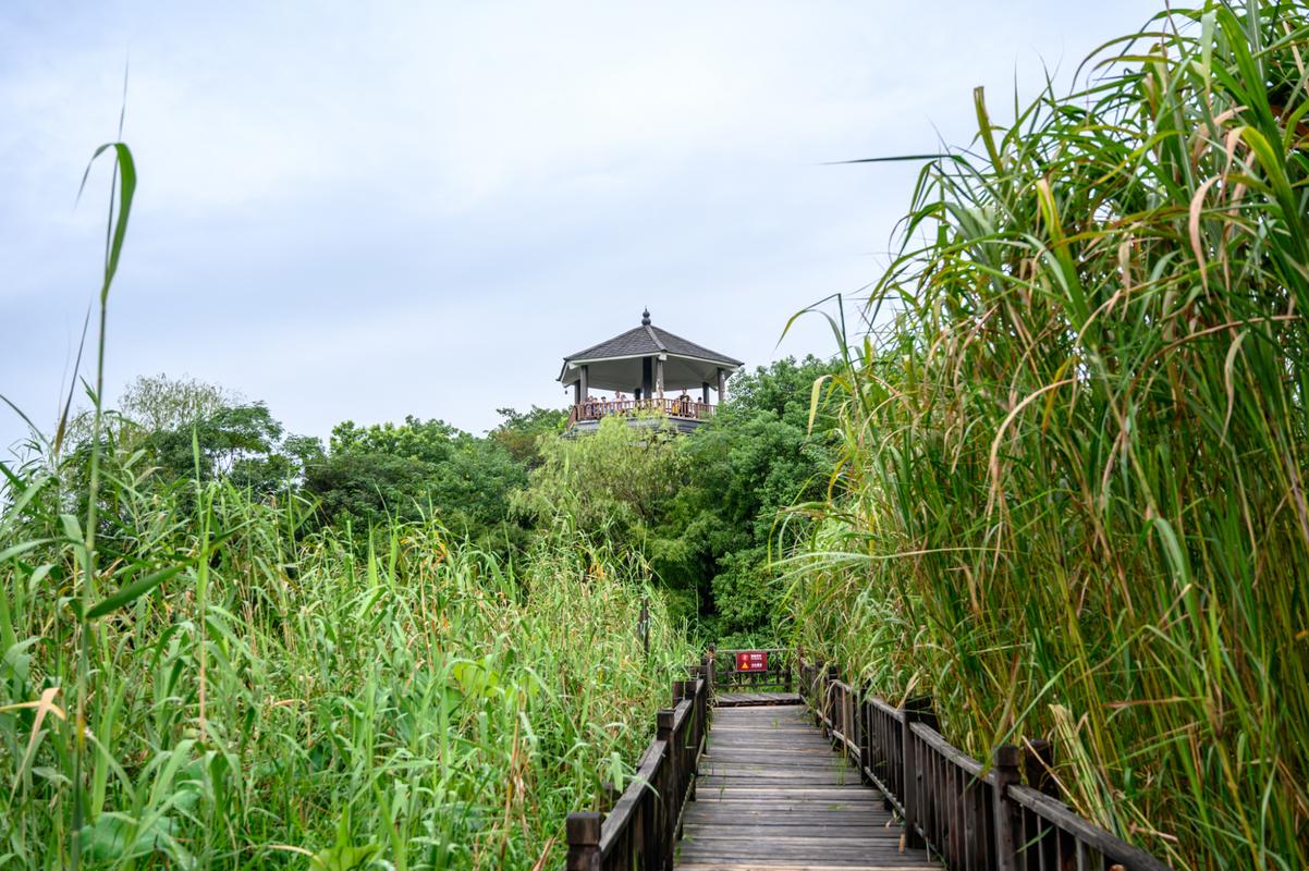 下渚湖风景区-图3