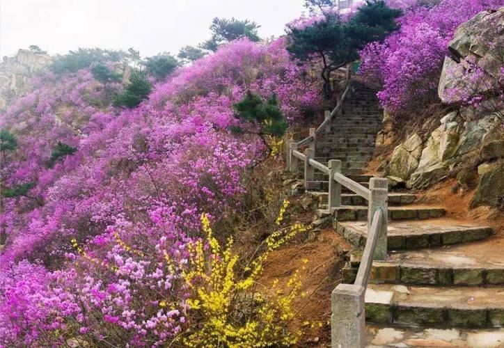 青岛大珠山风景区-图3