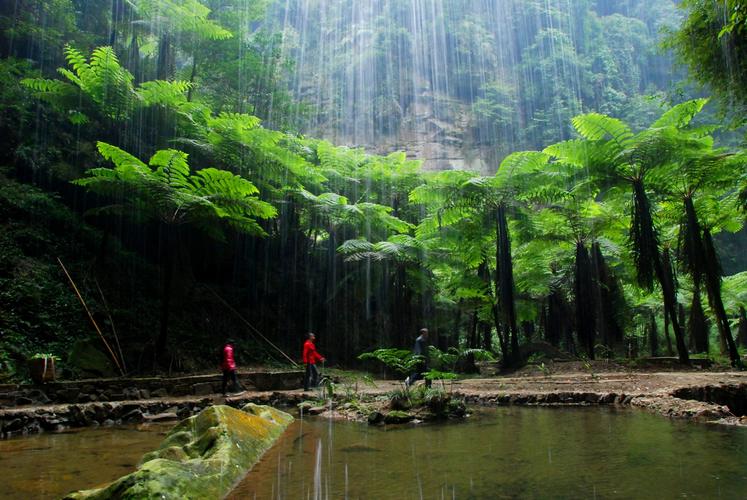 桫椤谷风景区-图2