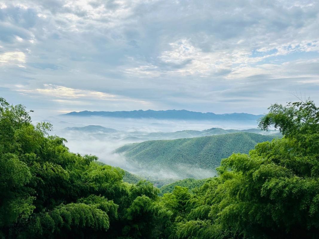 笄山竹海风景区-图1