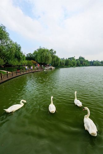 扬州茱萸湾风景区-图2