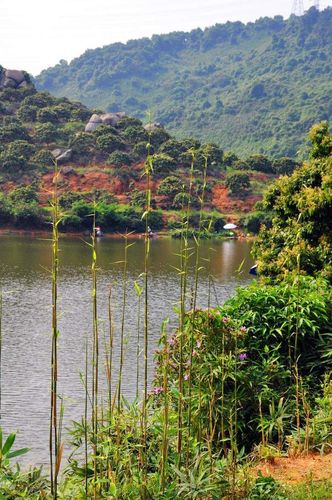 陈家林风景区-图1