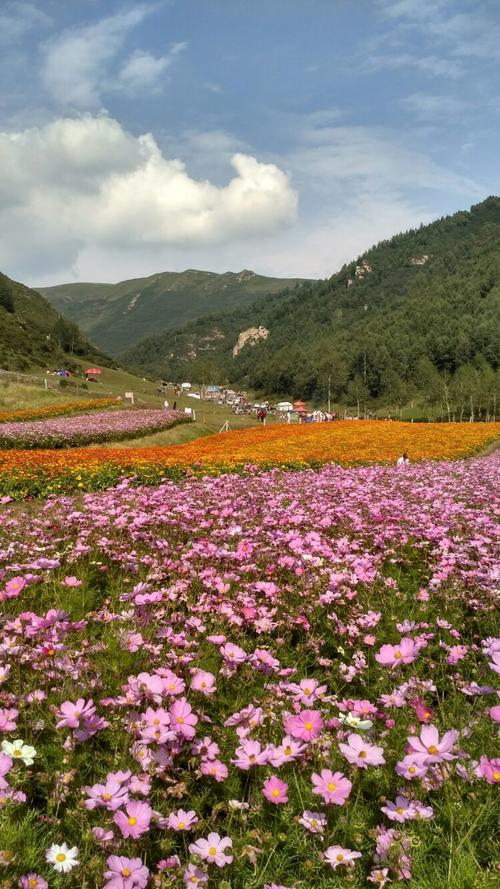 大通安家花海风景区-图1