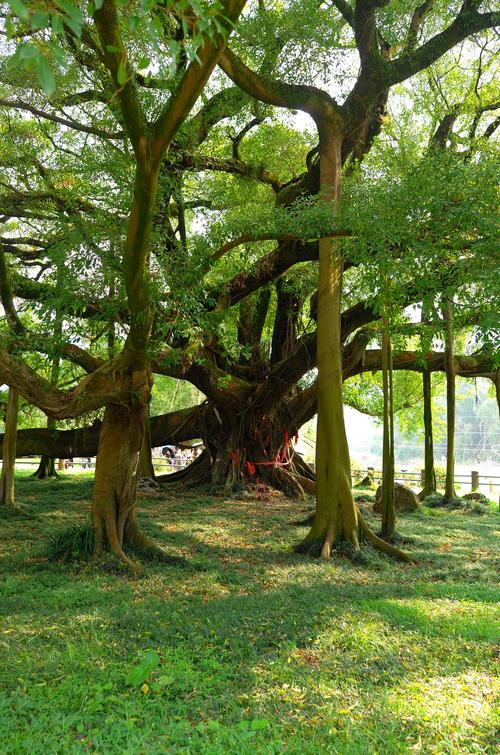 大榕树风景区-图1