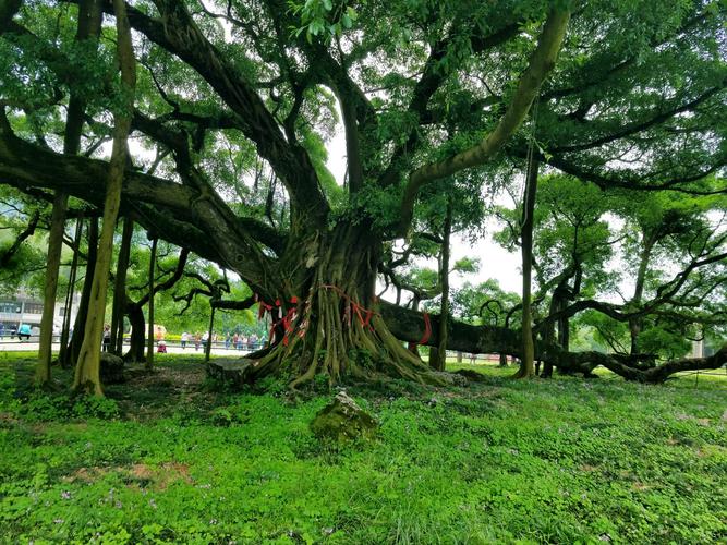 大榕树风景区-图2