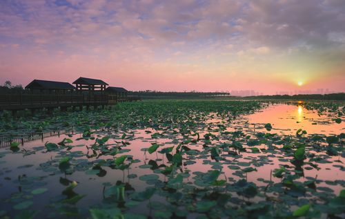 东丽湖风景区-图1