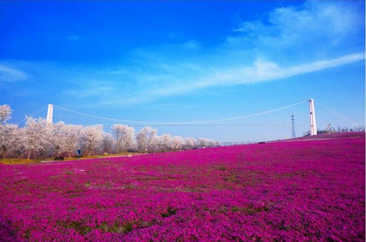 日照市花仙子风景区-图3