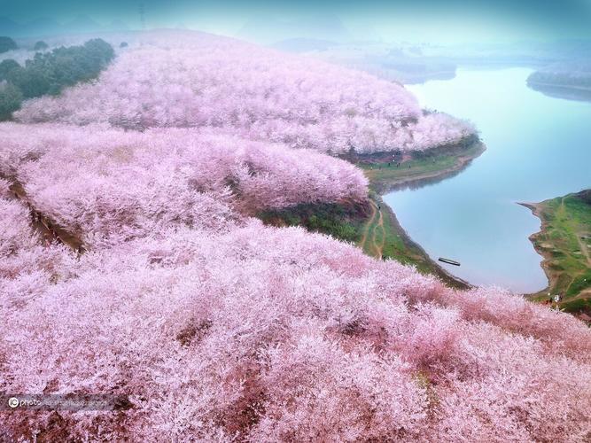 南安天柱山风景区樱花-图2