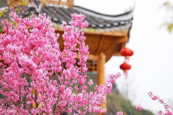 南安天柱山风景区樱花-图1