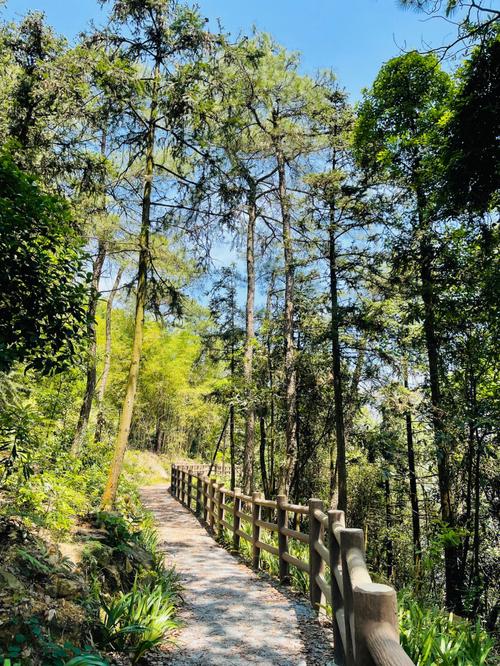 重庆南山风景区怎么去-图2