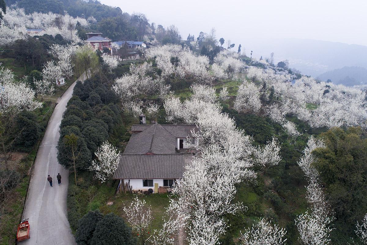 蒲江县樱桃山风景区-图2