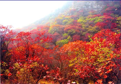 沂源县凤凰山风景区-图1