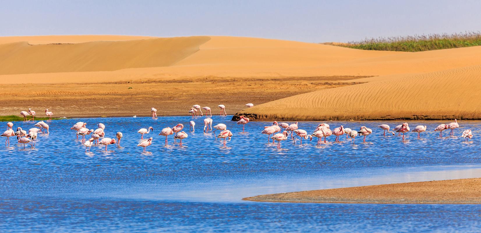 阿拉善天鹅湖风景区-图3