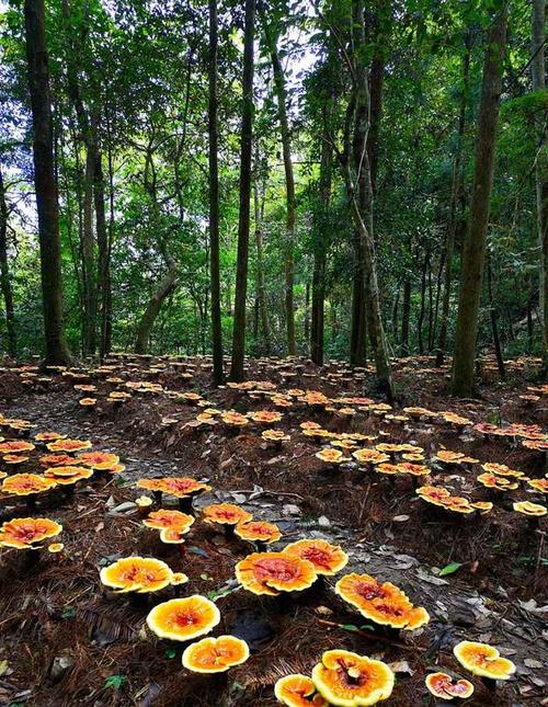 灵芝风景区-图1