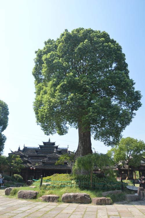 樟树风景区-图1