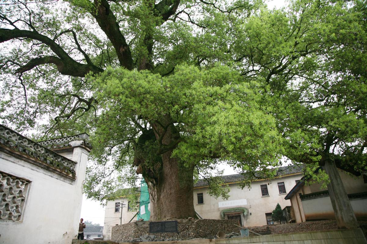 樟树风景区-图2