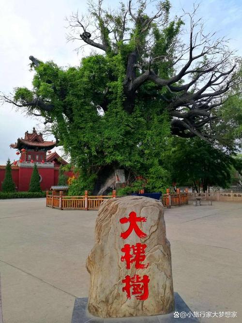 大槐树风景区-图2