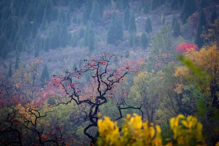 柿子沟风景区-图1