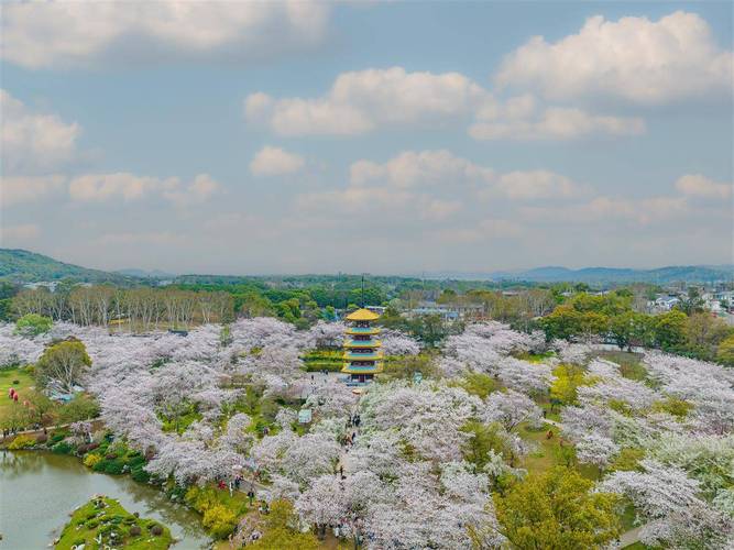 武汉东湖风景区樱花-图1