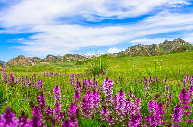 都兰县花海风景区-图1