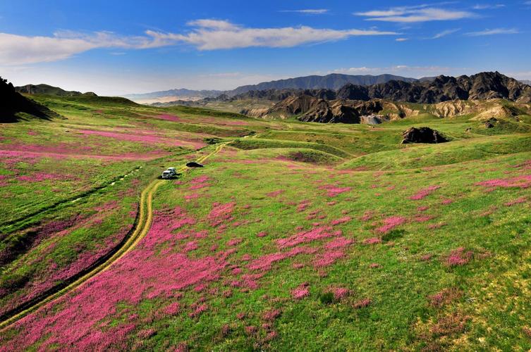 都兰县花海风景区-图3