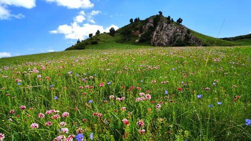 都兰县花海风景区-图2