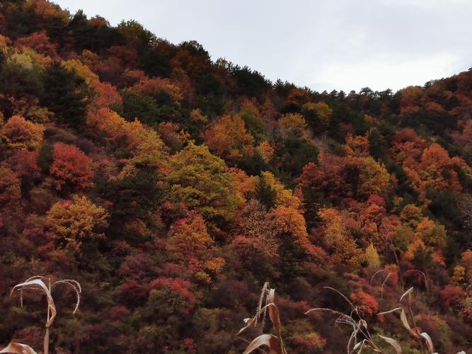 安泽红叶岭风景区-图1