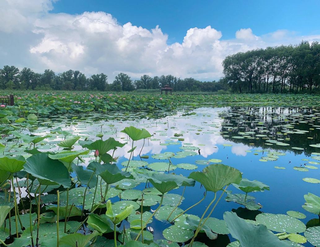 铁岭莲花湿地风景区-图1