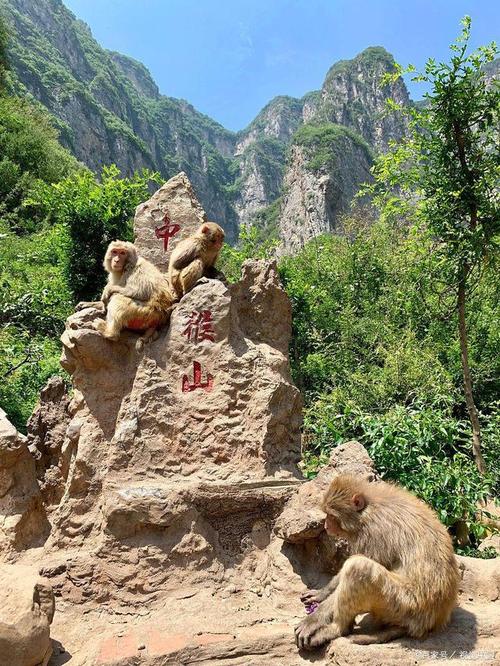 韩城猴山风景区-图1