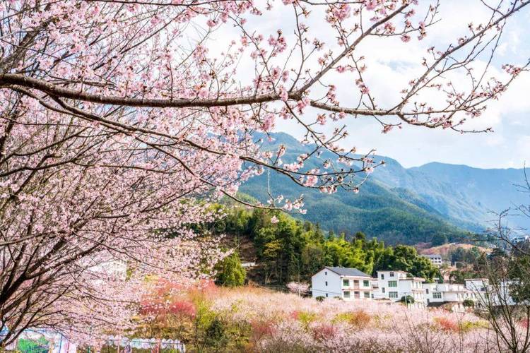 宜春樱花谷风景区-图1