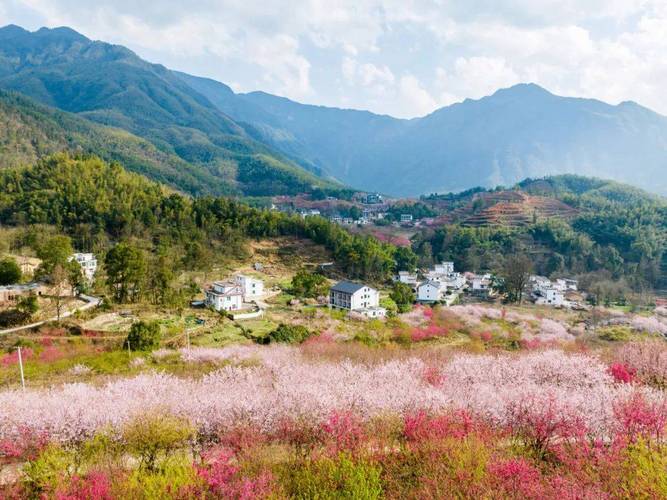 宜春樱花谷风景区-图2