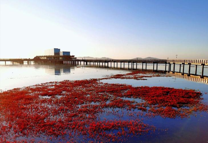 兴城红海滩风景区-图1