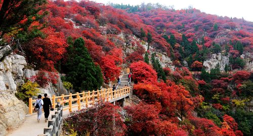 临朐风景区有哪些-图1