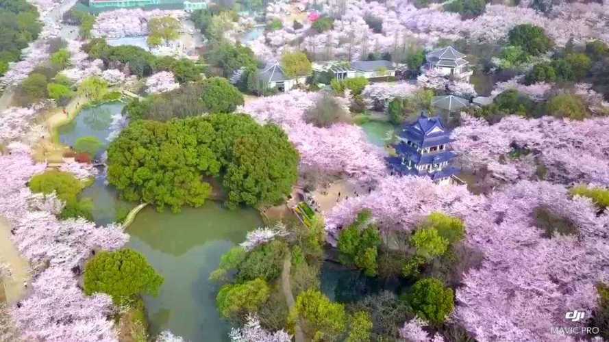 湖北樱花谷风景区-图2