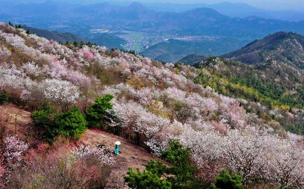 湖北樱花谷风景区-图1