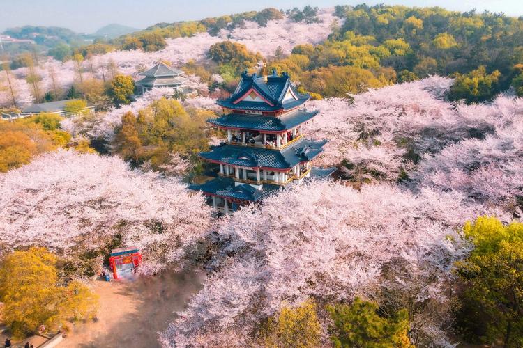 无锡樱花谷风景区-图1