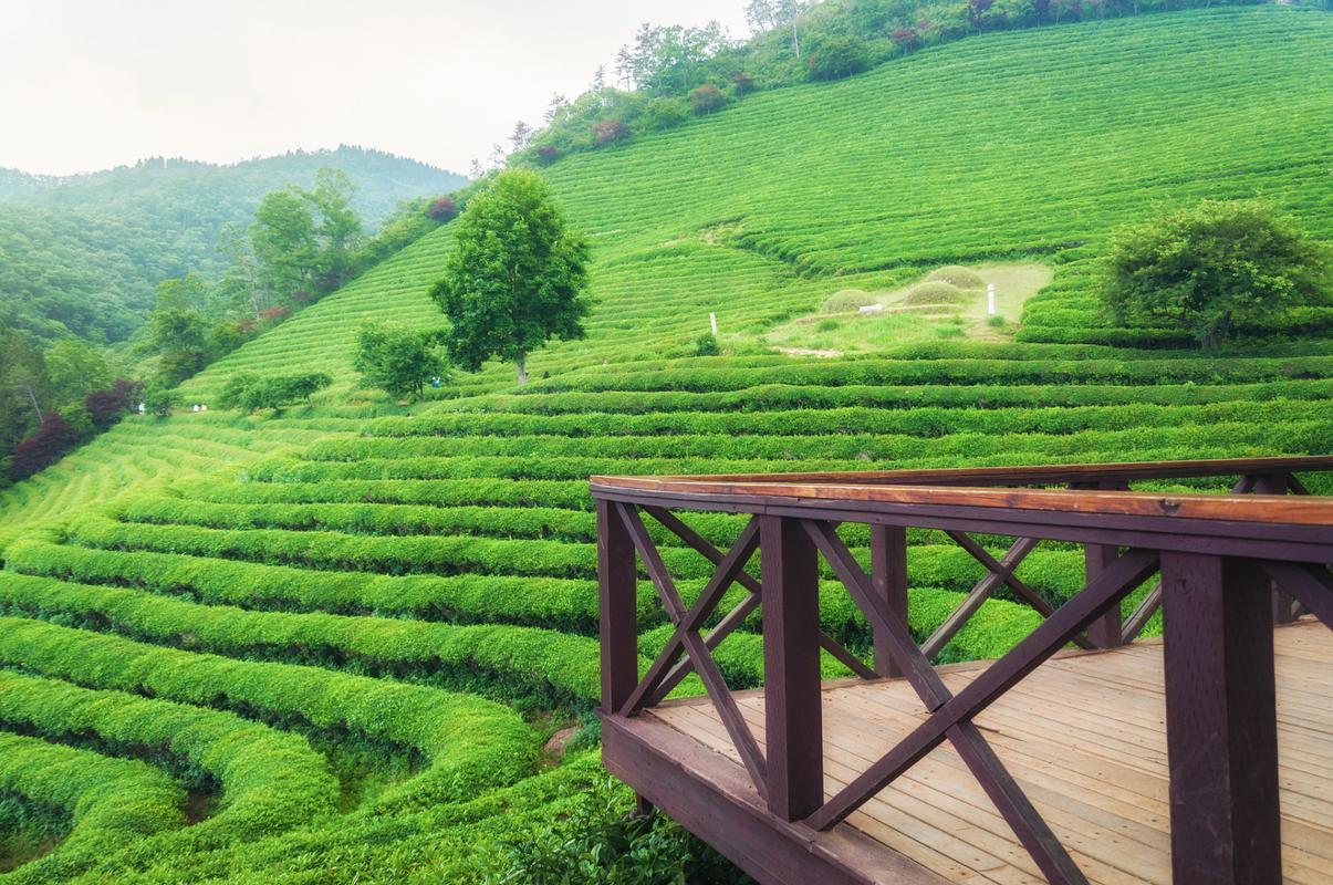 杭州茶山风景区-图1