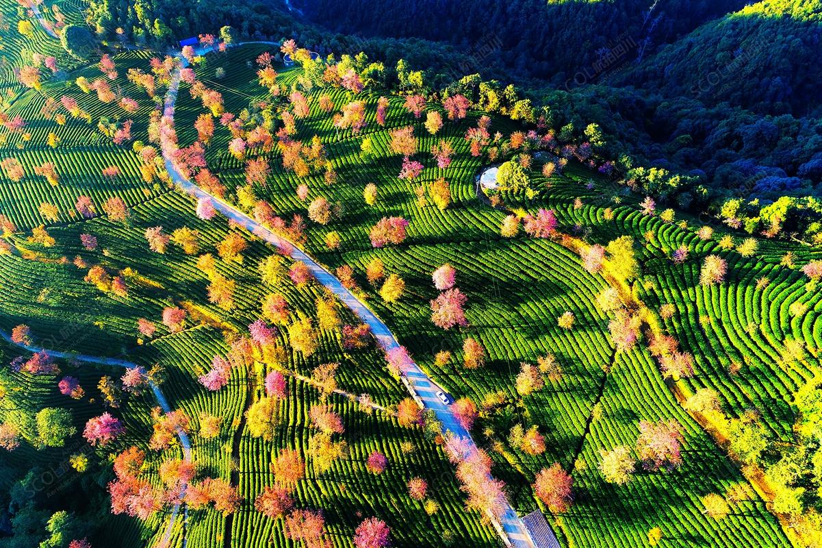 大理樱花谷风景区-图2