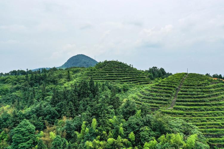 永川茶山竹海风景区-图1