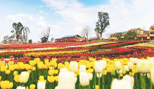 木兰花乡风景区-图2