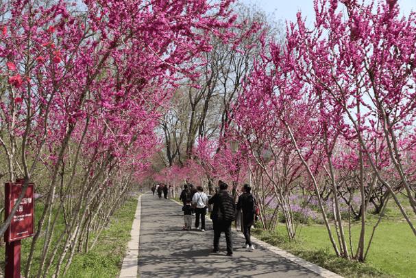 淮安桃花坞风景区-图3