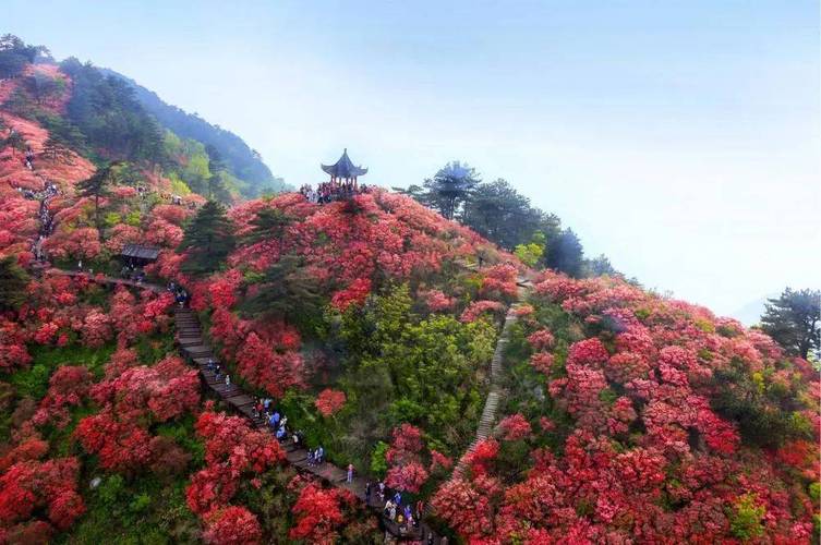 麻城杜鹃花风景区-图1