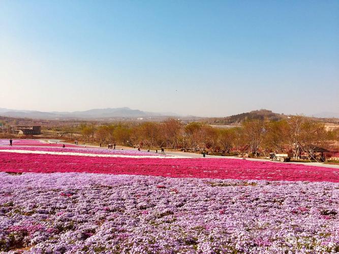 日照花仙子风景区花期-图1