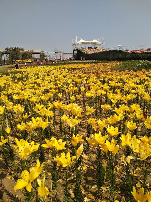 日照花仙子风景区花期-图2