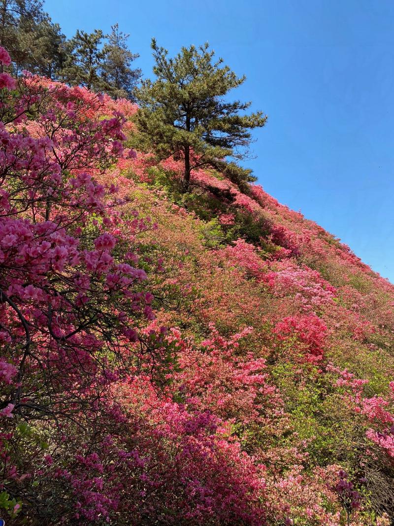 武汉木兰云雾山风景区-图2