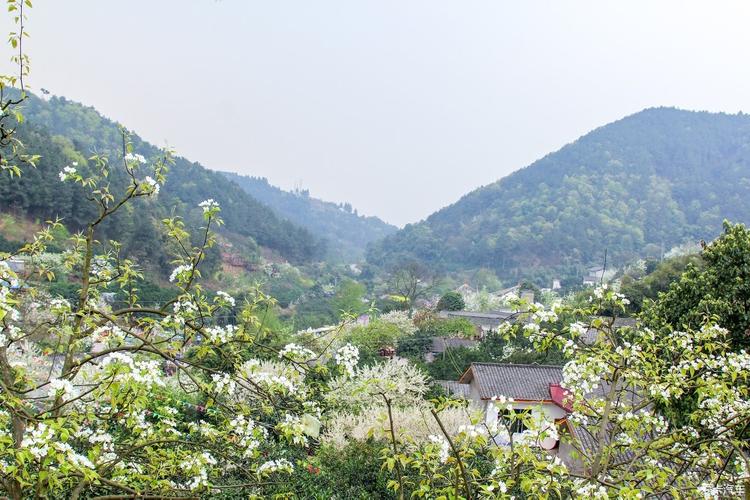 新津梨花溪风景区门票-图1