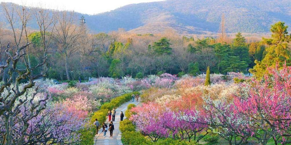 南京春天好玩的风景区-图2