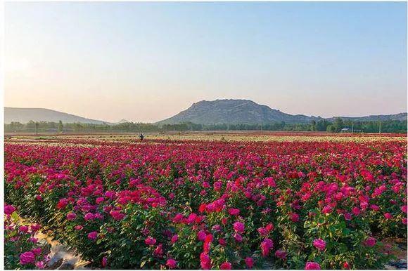 乐陵玫瑰园风景区-图1